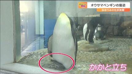 オウサマペンギン」の変わった“寝姿”そんな恰好で眠るワケとは？ヒント