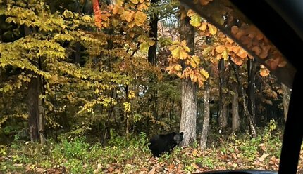 オルゴナイト くま 秋の風景 オルゴナイト くま 秋の風景 オルゴナイト くま 秋の風景 Autumn