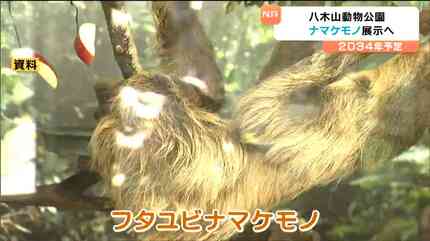 一生のほとんどを木の上で過ごす「フタユビナマケモノ」八木山動物公園