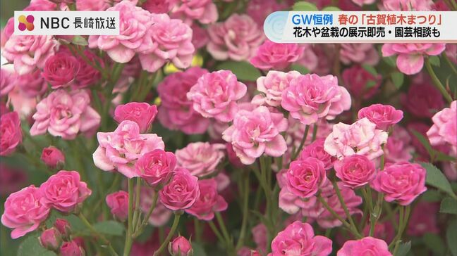 約5万点の植木や盆栽を展示即売　ゴールデンウィーク恒例「古賀植木まつり」【長崎市】|TBS NEWS DIG