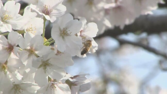 【速報】東京の桜が満開に　平年より3日早く|TBS NEWS DIG