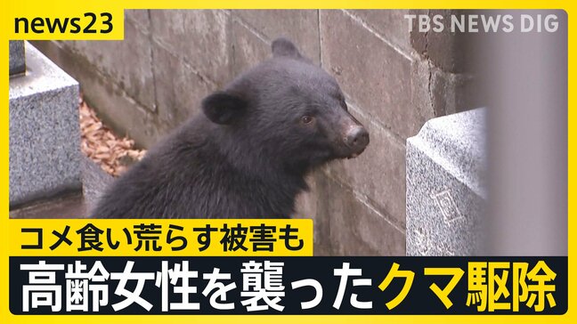 81歳女性襲ったクマ駆除か　今年4～6月で1500件以上…岩手で相次ぐクマ出没　学校への侵入やコメ食い荒らす被害も【news23】|TBS NEWS DIG