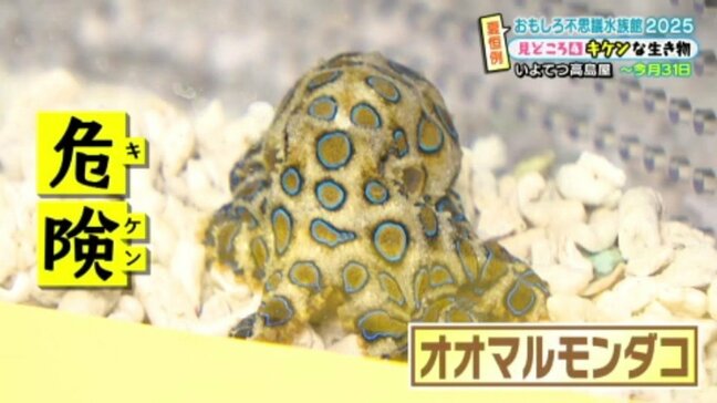「成長しても小さなサイズで可愛いって言って、持って噛まれる事故が起こる」猛毒タコで死に至る例も… いよてつ高島屋 おもしろ不思議水族館2025 愛媛|TBS NEWS DIG