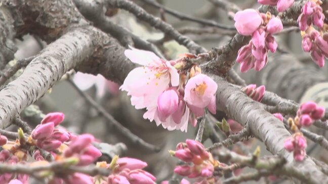 平泉町がサクラの開花を宣言　庁舎南側にある樹齢160年のエドヒガンザクラ咲く　岩手|TBS NEWS DIG
