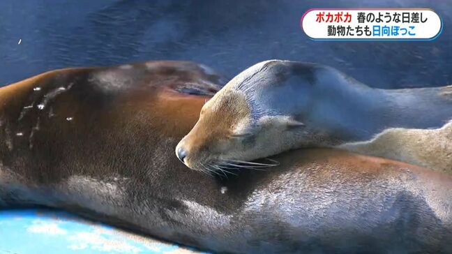 「ポカポカで動物園日和」気温急上昇し平川動物公園では日向ぼっこをする動物たちも　鹿児島|TBS NEWS DIG
