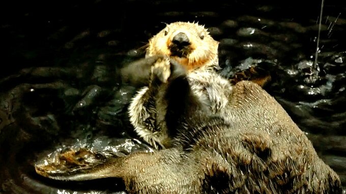 122頭→3頭に　ラッコが水族館で見られなくなる？　飼育歴40年のベテランが今思うこと|TBS NEWS DIG