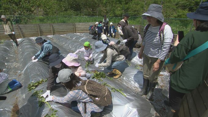 産学連携で里山を守って10年 植樹やサツマイモの植え付けを体験　|　石川県のニュース｜MRO北陸放送