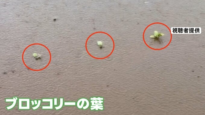 各地で雨　関東では冠水で農作物への被害が出た地域も　熱帯低気圧は「台風」発達か　シルバーウィークへの影響は|TBS NEWS DIG