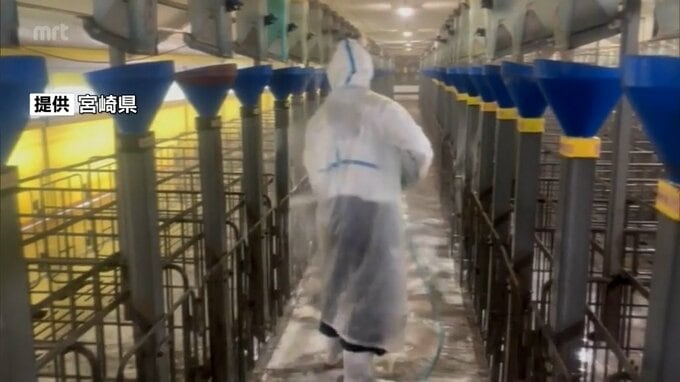 都城市での「豚熱」発生を受けて　宮崎県内すべての養豚場に「緊急消毒命令」を出す方針|TBS NEWS DIG