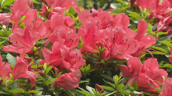 県内は夏日予想　兼六園では日傘さし散策楽しむ　|　石川県のニュース｜MRO北陸放送