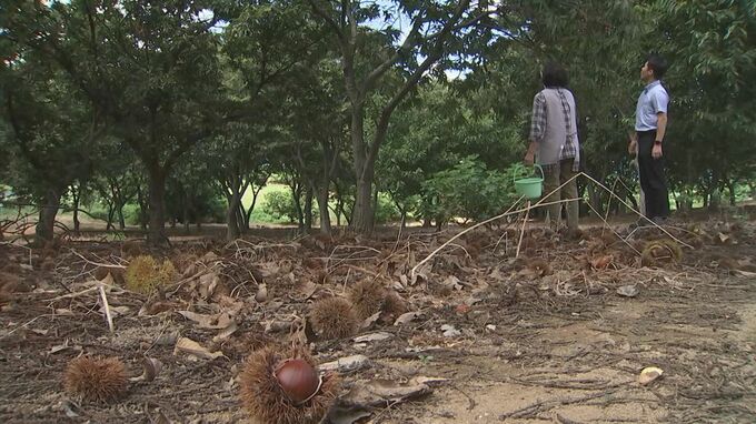 ３年前にはクリがほどんど落下した被害も　台風シーズンに農園は心配の日々　鳥取県大山町　|　BSSニュース | BSS山陰放送