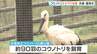 『コウノトリ』えさやり体験「もうすぐ放鳥…外でも元気で」一度は野生で絶滅→人工飼育で回復　兵庫・豊岡市　|　MBSニュース | 関西の最新ニュースを分かりやすく。