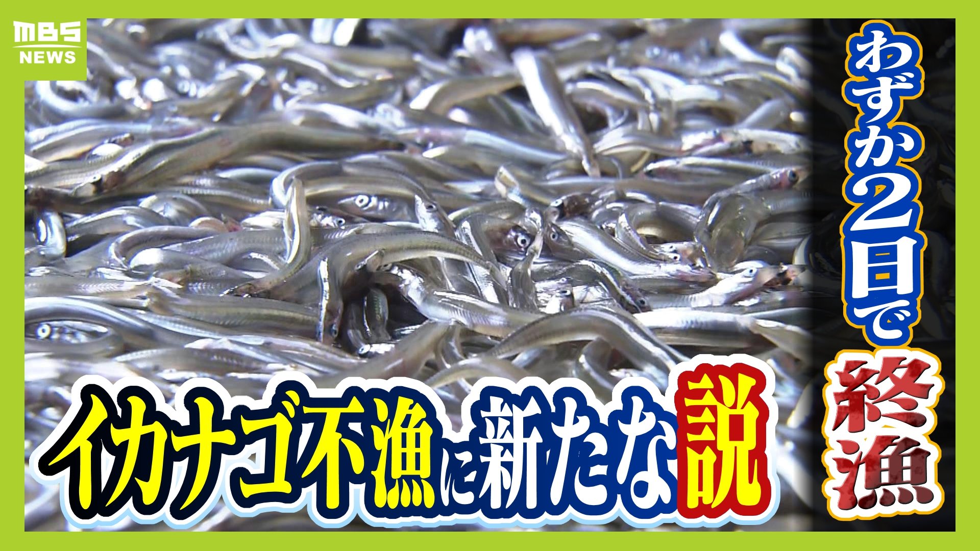 イカナゴ不漁】今年は2日で終了 もはや庶民の味ではない？くぎ煮