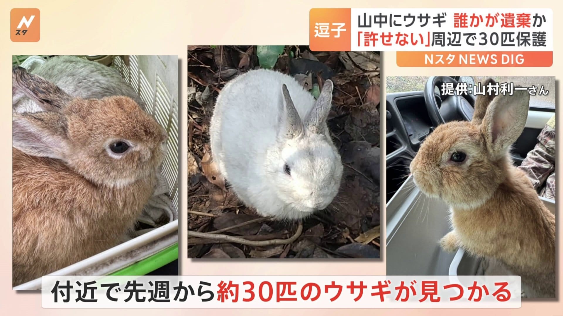 生き物の不法投棄だ」神奈川・逗子市の山中でウサギ30匹保護 取材中の