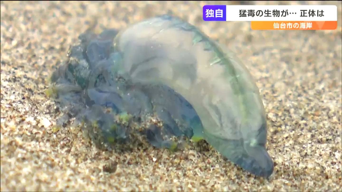 海岸に打ち上げられた青い生物「絶対に触っちゃダメです