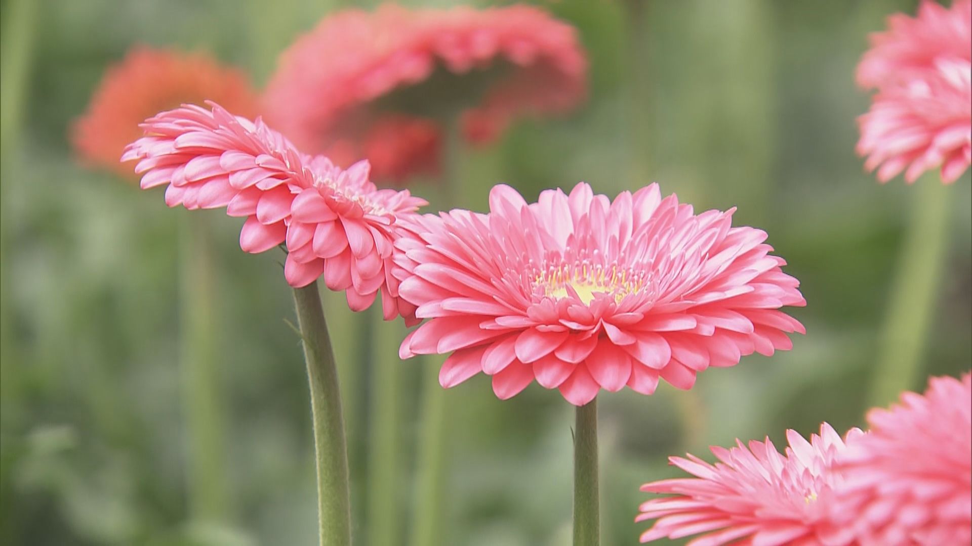 ガーベラの出荷最盛期  ハウス内の温度管理を工夫し品質の高い花に…  愛知県はガーベラの出荷量全国4位  豊川市