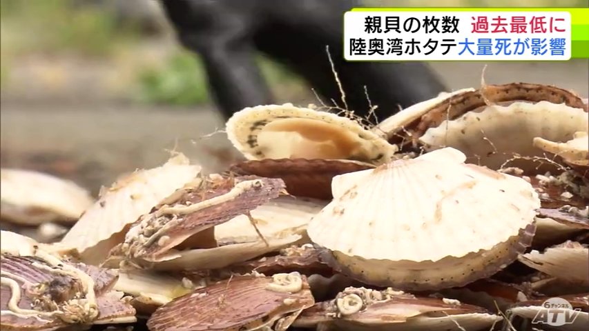 陸奥湾の養殖ホタテ」2027年春に卵を産む「親貝」の数が過去最低に