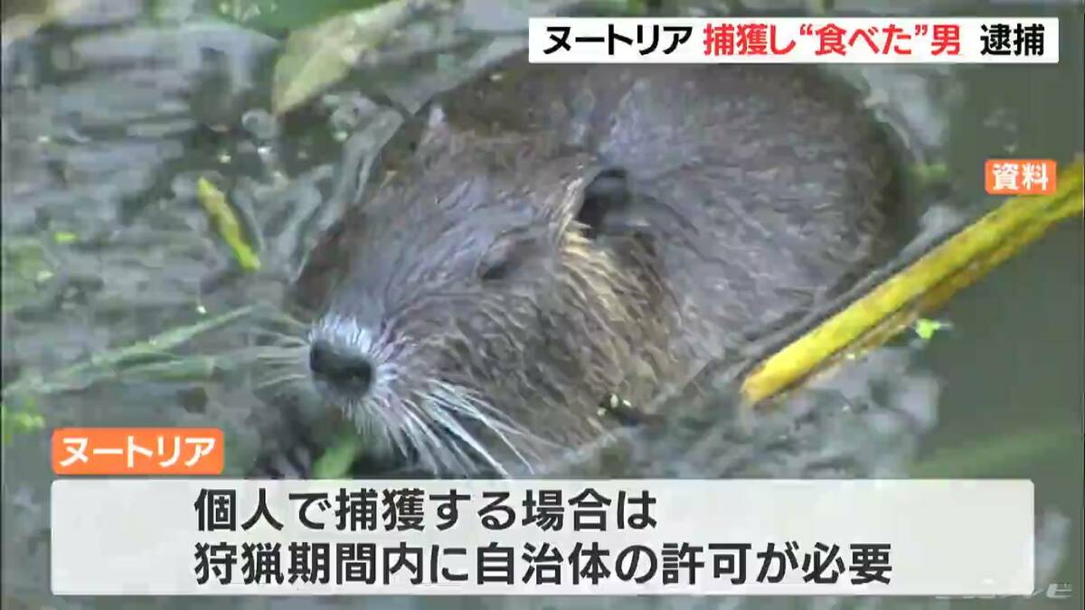 特定外来生物の ヌートリア を無許可で捕獲し 食べた 男を逮捕 動画サイトに投稿 Tbs News Dig
