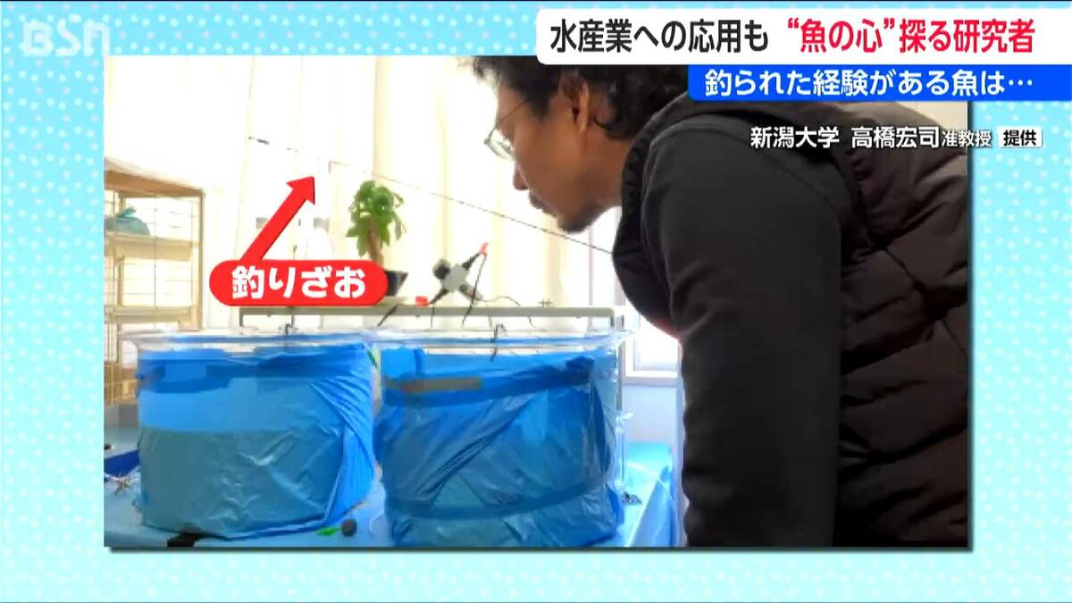 RM様ご確認中 釣りビジョン 扇子 魚心あれば水心 魚に「心」はある？ “釣られた記憶” は2か月以上保持 新潟大学・高橋