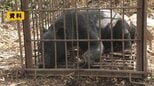 米沢市で体長1.2メートルのクマ目撃 市が注意呼びかけ(山形)|TBS NEWS DIG