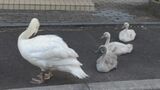 「水辺にいるイメージだった」住宅街に5羽のコブハクチョウ家族登場　愛らしい姿も増加傾向に専門家は警鐘　|　BSSニュース | BSS山陰放送