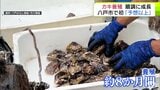「育ちに関しては予想以上」青森県八戸市で初めて実施の『カキの養殖試験』 養殖開始から約8か月 順調に成長していることを確認 早ければ冬頃にほとんどが出荷サイズに達する見込み | 青森のニュース│ATV NEWS│青森テレビ