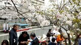 高知県内夏日のところも　絶好のお花見日和で桜の名所は花見客で大賑わい！|TBS NEWS DIG