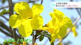 鮮やかに咲く“コガネノウゼン”　町営キャンプ場も新装オープン（高知・大月町）|TBS NEWS DIG