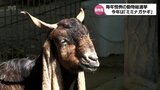 今年は"ミミナガヤギ" 宮崎市の動物園で春休み恒例の「動物総選挙」 1位に選ばれたのは?|TBS NEWS DIG