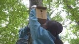 野鳥に優しい環境を 中学生が森に巣箱20箱を取り付け エサの実がなるナナカマドなど植樹も 山梨・山中湖村|TBS NEWS DIG