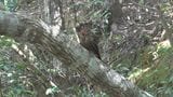 「救護リレーがうまくいった」　事故でけがのノグチゲラ放鳥|TBS NEWS DIG