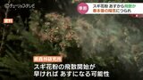陽気につられ27日にも飛散か 記録的な寒さで遅れていたスギ花粉 ついにシーズン開始か 富山|TBS NEWS DIG