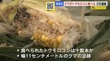 【ヒグマ出没】2日連続…トウモロコシ食い荒らされる 電気柵の下をくぐって畑に入り込んだか 幅11センチのクマの足跡も 札幌市清田区 | 北海道のニュース|HBC北海道放送