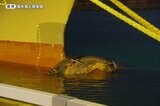 大型貨物船の船首に引っかかったのはクジラ！　航行中に外れて死骸が海を漂流…静岡・清水港|TBS NEWS DIG
