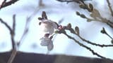 福岡で桜が開花　3年連続で平年より遅く　4月の上旬頃まで楽しめそう|TBS NEWS DIG