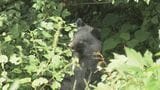 「そんなの撃てるはずがない」住宅での猟銃が可能に。命を守るために動く自治体と捕獲者の今。|TBS NEWS DIG