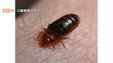 害虫「トコジラミ」刺されるとひどいかゆみ 憎いアイツがいるのは「暗い・暖かい・狭い」場所 ついに登場スーパートコジラミとは? |TBS NEWS DIG