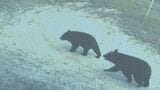 ツキノワグマ生息分布域拡大 個体数は減少 山口・広島・島根3県調査 | 山口のニュース・天気・防災|tys NEWS|tysテレビ山口