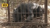 酒田市で子グマ1頭目撃 市が注意呼びかけ(山形)|TBS NEWS DIG