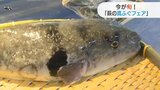 旬の「真ふぐ」を味わって！フェア開催　|　山口のニュース・天気・防災｜tys NEWS｜ｔｙｓテレビ山口