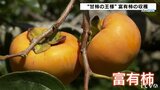 「作り始めて一番甘い」“甘柿の王様”愛媛・内子で富有柿の収穫始まる | 愛媛のニュース - Nスタえひめ|あいテレビは6チャンネル