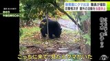 保育園に『クマ』出没「黒い影が見えて…」 裏にある畑で『キウイ』など木の実がなった枝を揺らし… 相次ぐクマの出没 教育活動にも影響が 目撃情報が昨年度の10倍以上・約930件の青森県むつ市 | 青森のニュース│ATV NEWS│青森テレビ