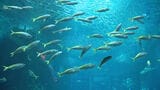 非常に繊細なマイワシ 1万匹が愛媛から10時間の旅 福岡市の水族館に仲間入り |TBS NEWS DIG