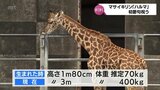 宮崎市フェニックス自然動物園でマサイキリンの初節句祝い|TBS NEWS DIG