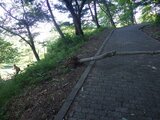 東根市の若木山で山道沿いの桜の木5本が根本から倒れる　人が倒したか　2週間ほど前にも折られているドウタンの木の枝を確認（山形）　|　山形のニュース│TUYテレビユー山形