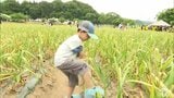全国有数のニンニクの産地で「田子にんにく収穫祭」が開催　青森県田子町|TBS NEWS DIG