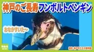 【31歳じぃ＆5歳の若妻】平均寿命を超える長寿の秘訣は？ 神戸市立王子動物園のフンボルトペンギン 　|　MBSニュース | 関西の最新ニュースを分かりやすく。