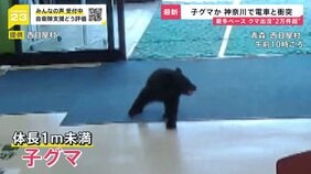 人間とクマの境界はどこへ…首都圏でも出没　ツキノワグマ出没件数は“過去最多ペース” 拡大する「クマ害」5日にも秋田県に自衛隊派遣へ【news23】|TBS NEWS DIG