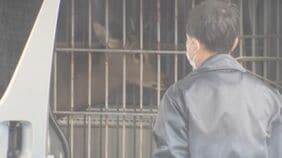 【速報】大阪府警の施設に入り込んだシカ捕獲　大阪市内で目撃相次ぐシカか　奈良公園から来た可能性あるも戻すのは無理|TBS NEWS DIG