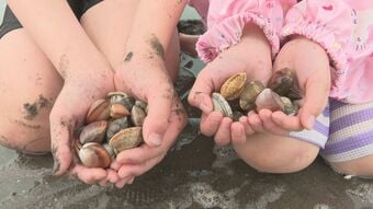 観光潮干狩り最盛期　アサリやマテ貝掘りに挑戦　大分・宇佐　|　大分のニュース｜OBS NEWS｜大分放送